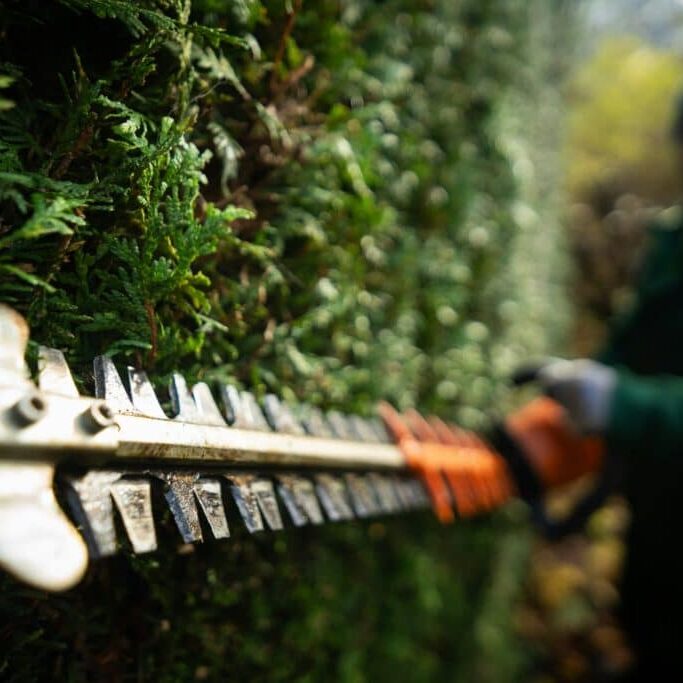 A person trims a green hedge with a large hedge trimmer, wearing gloves and outdoor clothing. The focus is on the sharp blades of the trimmer, while the person is blurred in the background.