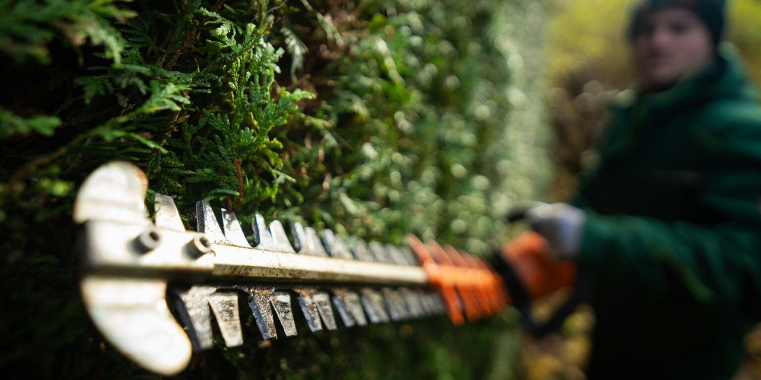 A person trims a green hedge with a large hedge trimmer, wearing gloves and outdoor clothing. The focus is on the sharp blades of the trimmer, while the person is blurred in the background.